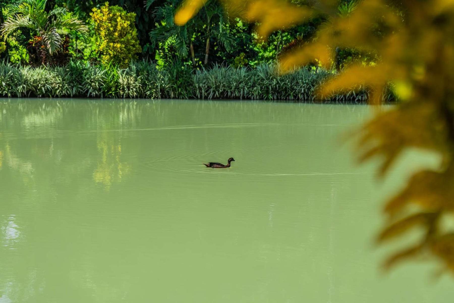 Nayari Sloth Farmstay Villa San Ramón Zewnętrze zdjęcie